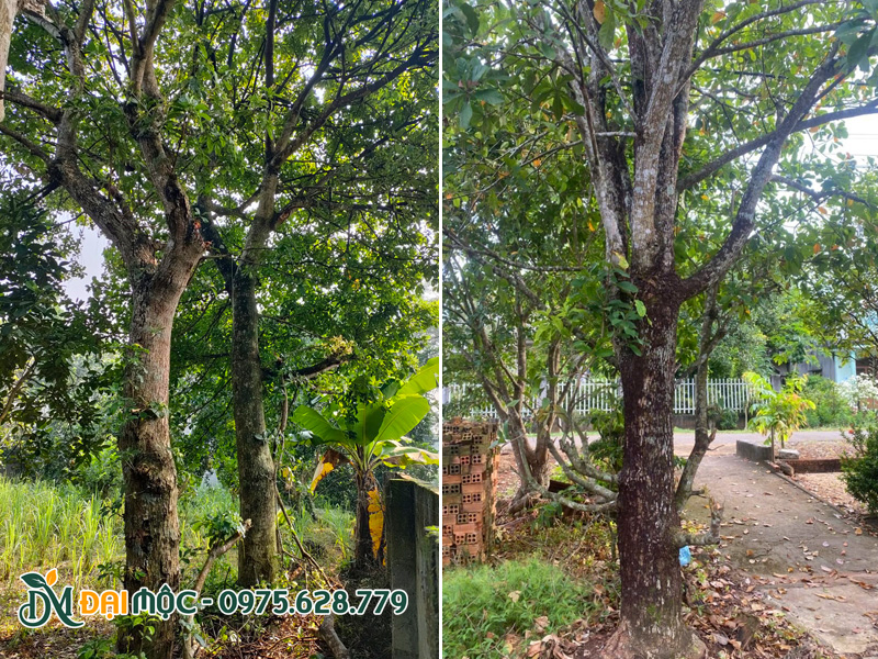 Thân cây lộc vừng cổ thụ xù xì, màu sắc cổ kính, phong trần