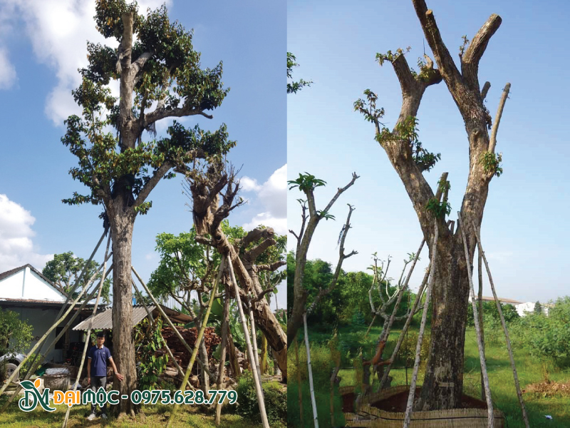 Thân cây vú sữa cổ thụ bề thế