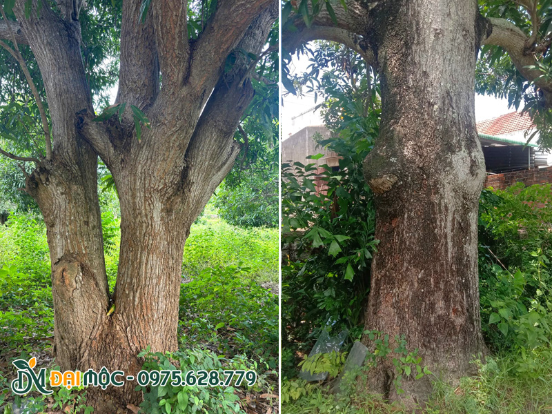 Thân vỏ cây xoài cổ thụ, màu xám đen, sần sùi