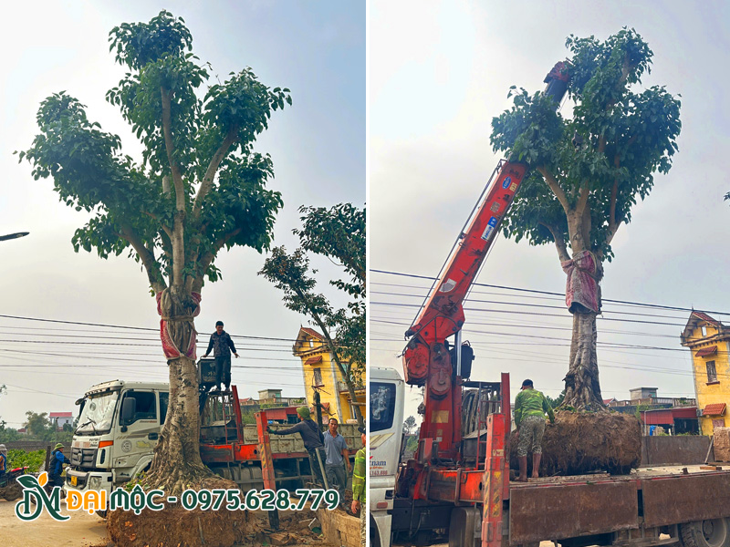 Thi công trồng cây bồ đề cổ thụ cho ngôi chùa ở Bắc Ninh