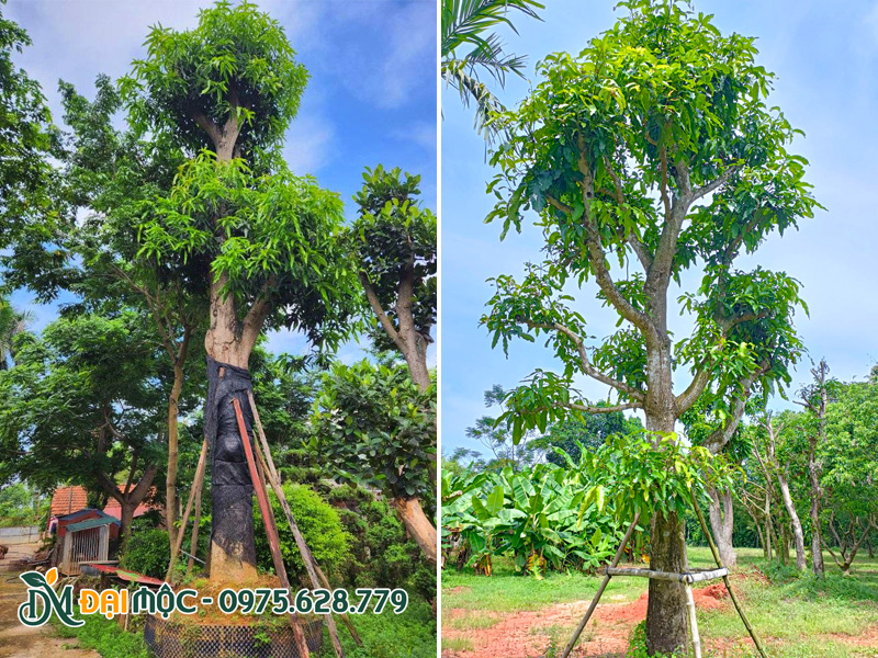 Những cây xoài cổ thụ đã trồng hơn 3 tháng, thân được chống cọc đỡ chắc chắn