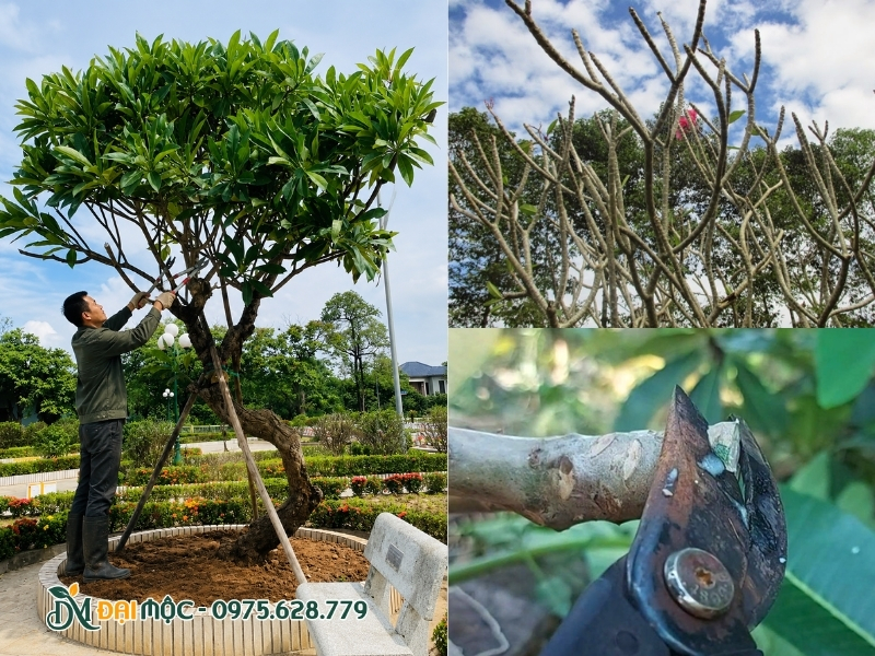 Cắt tỉa cành, nhánh hoa đại