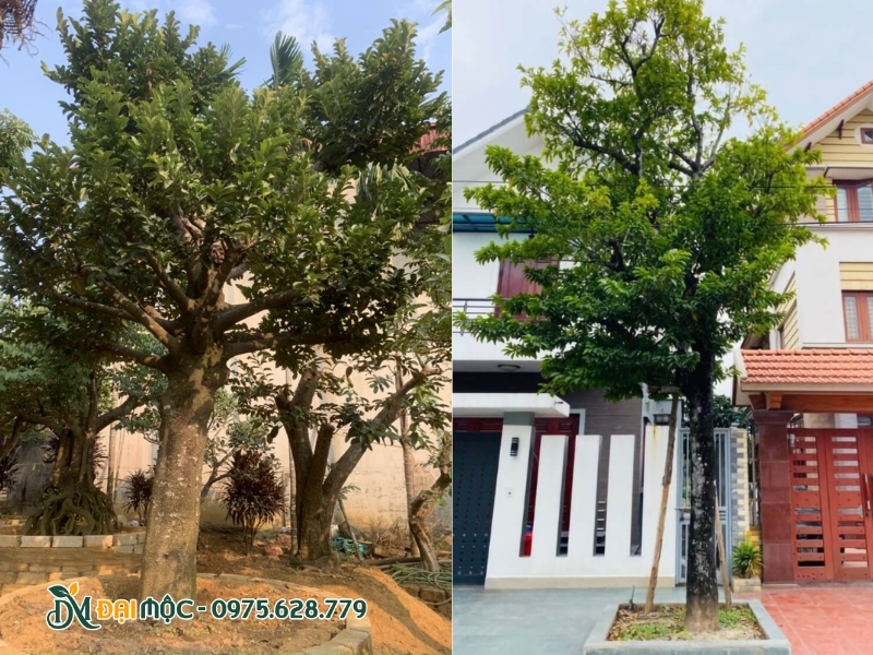 Trồng cây giữ khoảng cách an toàn với hạ tầng