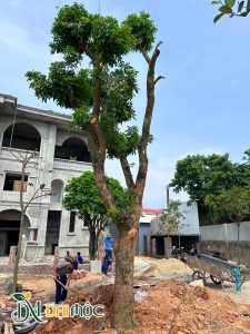 Trồng cây nhãn cổ thụ cao hơn 6m cho khuôn viên nhà hàng, khách sạn