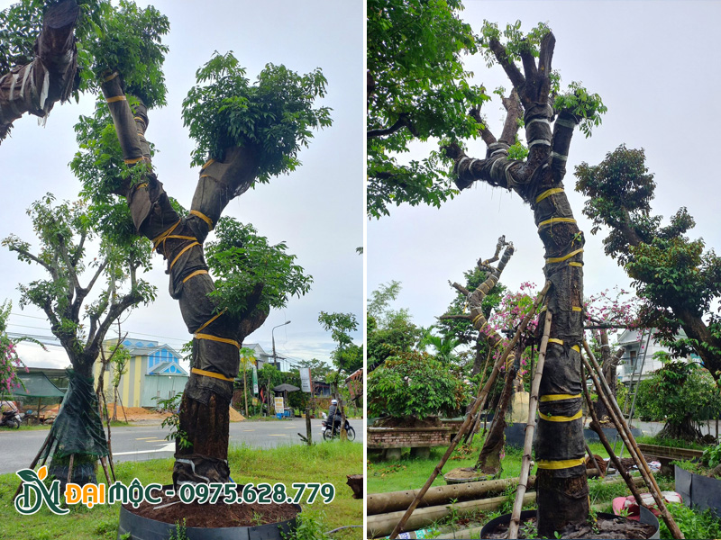 Trồng dâm ủ gốc nhãn cổ vanh khoảng 130cm trở lên