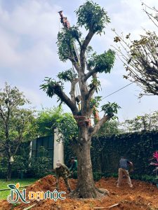 Công nhân Cây Xanh Đại Mộc đang tiến hành trồng cây xoài đại thu cao 8m