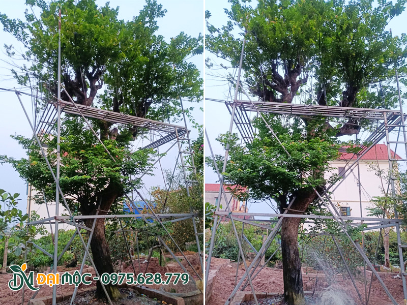 Tưới nước cho cây khế cổ thụ hai tầng tán siêu đẹp mới trồng không lâu