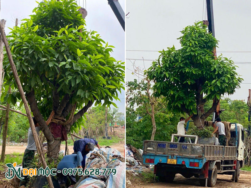 Bứng bầu và đưa cây ngọc lan cổ thụ tán hình chóp, chiều cao gần 4m lên xe