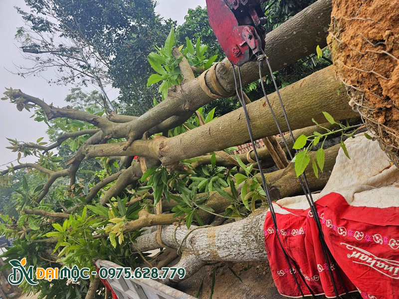 Hàng chục cây xoài đường kính gốc 25 - 35cm được xếp lên thùng xe cẩu tự hành