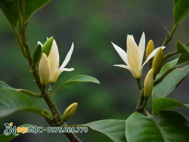 Vẻ đẹp hoa ngọc lan trắng