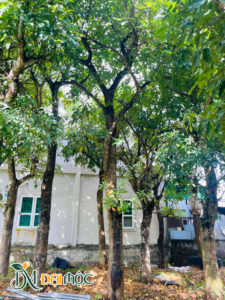 Vườn lộc vừng lâu năm thân sần sùi, tay cành đẹp