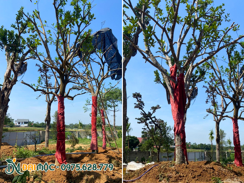 Những gốc bưởi dưỡng bầu không lâu tại bãi ủ ở Hưng Yên
