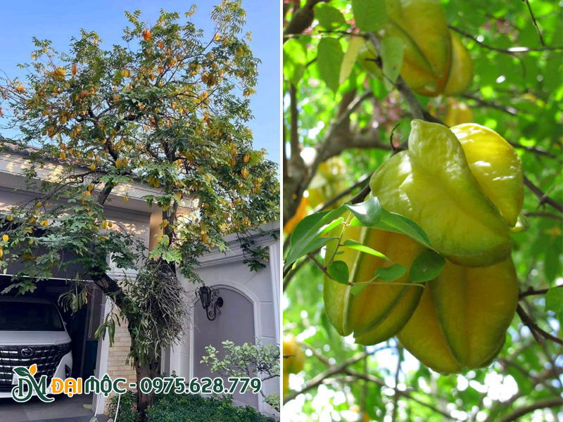 Gốc khế trồng ở sân vườn biệt thự, quả vàng sai trĩu cành