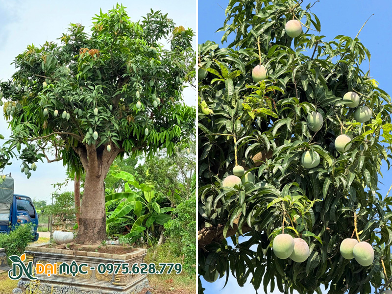 Cây xoài cổ thụ bonsai đang ra trái