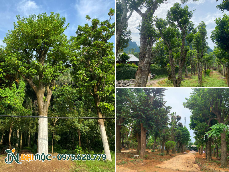 Hệ thống vườn dưỡng ủ cây ăn quả cổ thụ cả Cây Xanh Đại Mộc