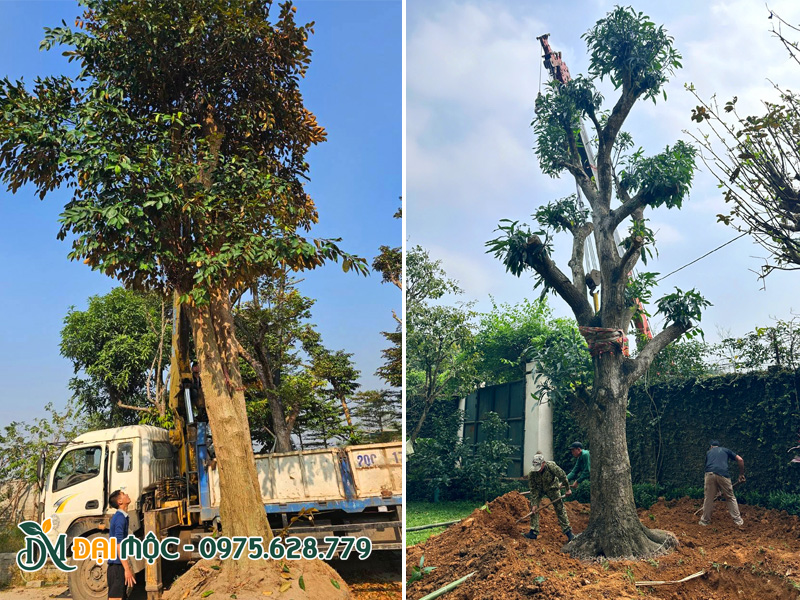 Bán cây ăn quả cổ thụ đã dâm ủ kỹ, đường kính gốc 50 - 60cm, thoát thân 2 - 3m