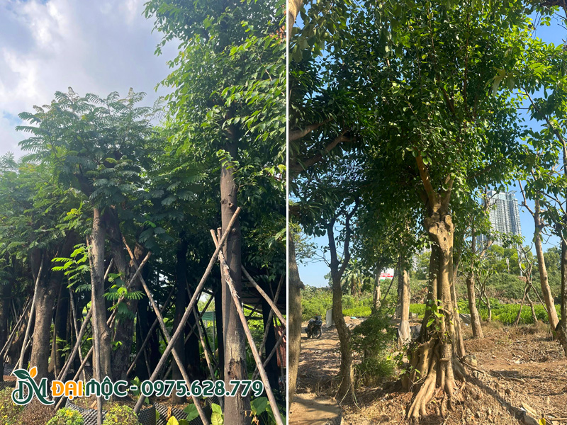 Vườn dưỡng ủ số lượng lớn cây bóng mát cổ thụ xanh tốt quanh năm