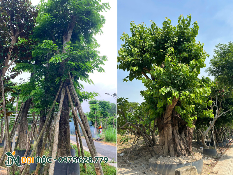 Bãi dâm ủ cây bóng mát cổ thụ lâu năm, cây xanh tốt, bật chồi liên tục