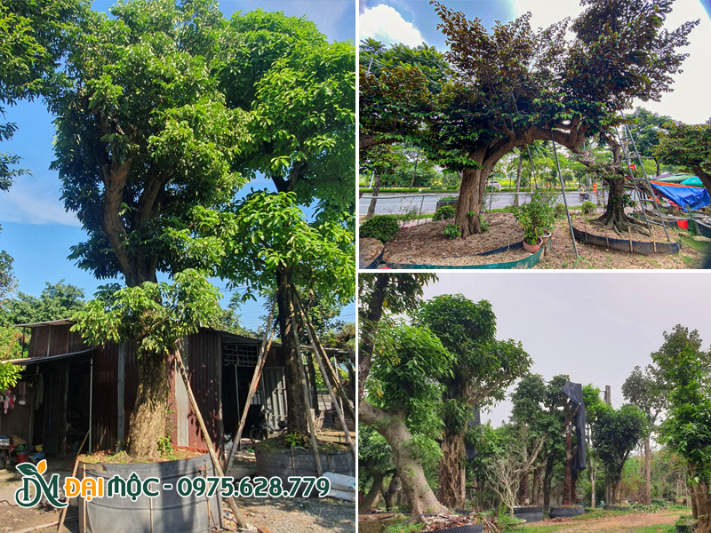 Những vường dưỡng quy mô lớn của Đại Mộc tại nhiều tỉnh thành ở miền Bắc và miền Nam