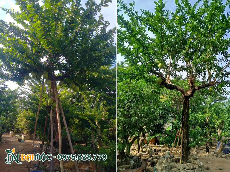 Hay cây đào tiên cổ thụ dáng trực, thoát thân 2m - 2.5m