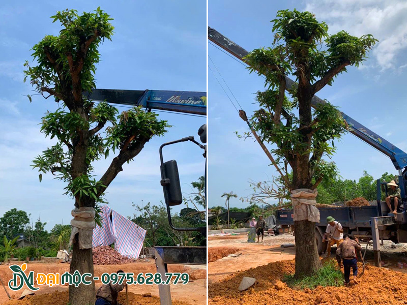 Công nhân đang tiến hành hạ trồng cây xoài cổ thụ đường kính gốc khoảng 70cm