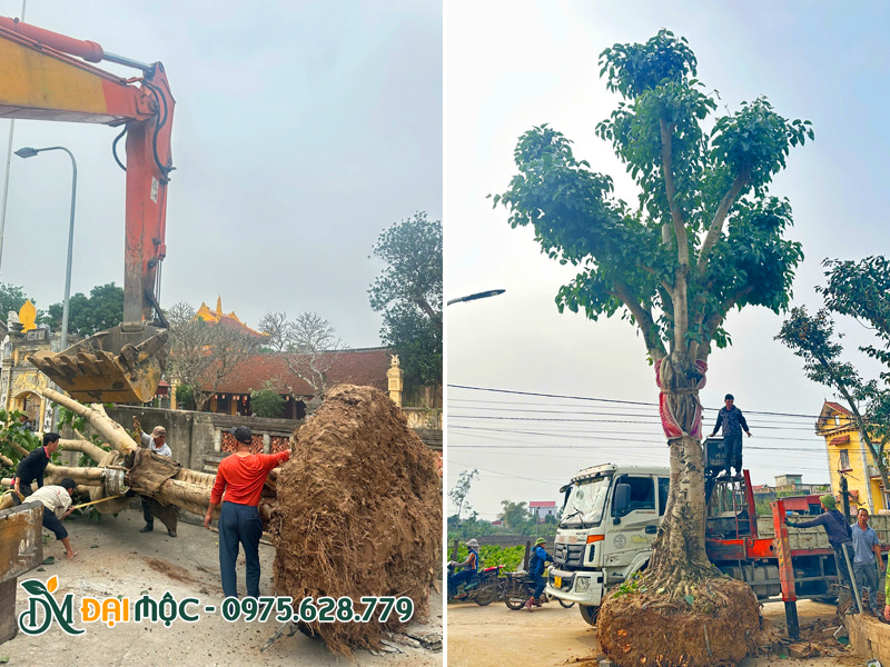 Cẩu và hạ trồng cây bồ đề đại thụ cho ngôi chùa ở Bắc Ninh