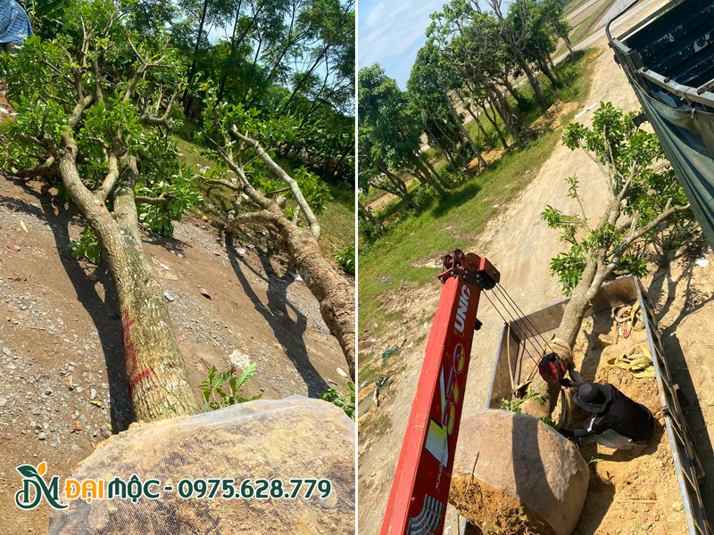 Cẩu xếp cây lộc vừng cổ thụ đường kính gốc 50cm