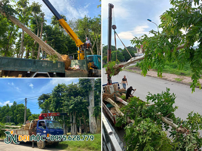 Nhà vườn đang tiến hành cẩu xếp số lượn lớn cây săng lẻ cổ thụ tại Nghệ An
