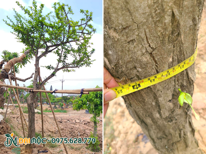 Cây đào tiên lâu năm, vanh thân hơn 60cm