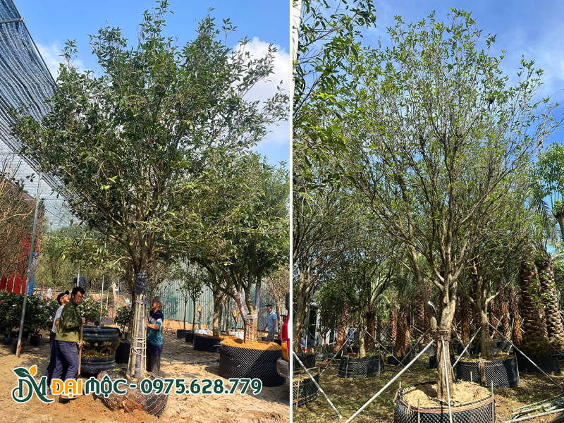 Vườn dưỡng ủ số lượng lớn cây mộc hương tàu nhập khẩu từ Trung Quốc, đường kính gốc 28 - 30cm