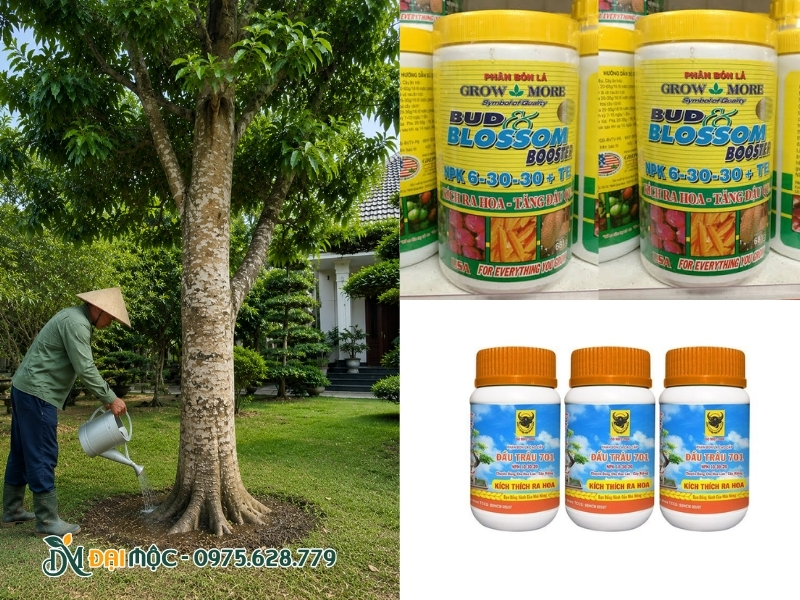 Bón phân giàu Kali và Lân cho cây ngọc lan cổ thụ
