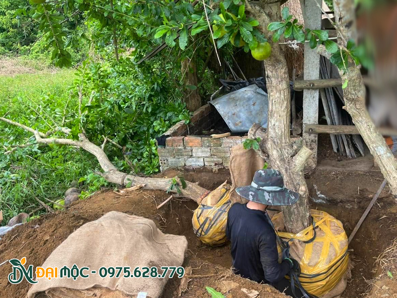 Công nhân đang tiến hành bứng bầu và bọc bầu cho những gốc đào tiên cổ thụ thu mua từ nhà dân
