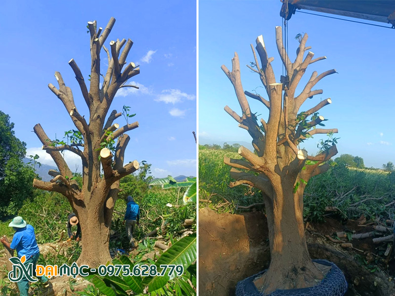 Đại Mộc đang tiến hành bứng cây xoài cổ thụ vanh gốc hơn 200cm tại Phú Thọ