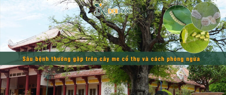 Các loại sâu bệnh thường gặp trên cây me cổ thụ và cách phòng ngừa