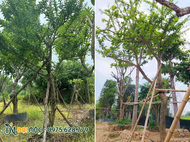 Những cây đào tiên cổ thụ đã trồng được 6 tháng đến 1 năm