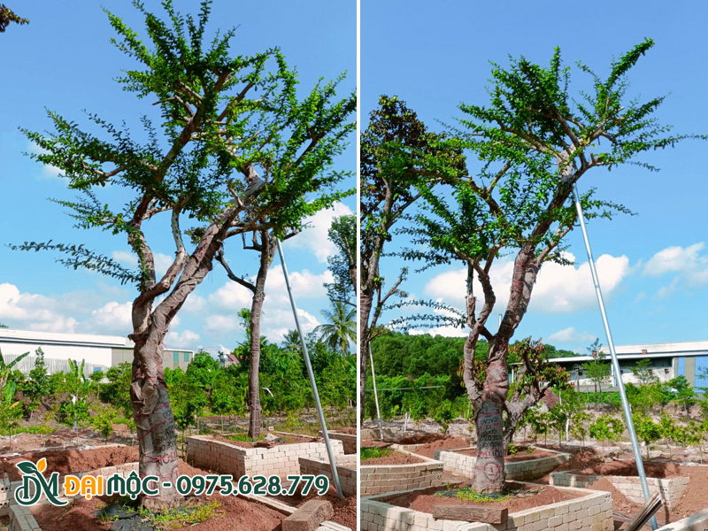 Thân cây đào tiên cổ thụ được quấn bao tải giữ ẩm khi nắng nóng