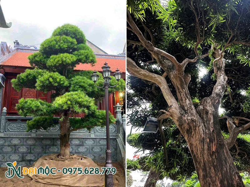 Cây tùng la hán cổ thụ nhập khẩu trồng cho nhà thờ họ