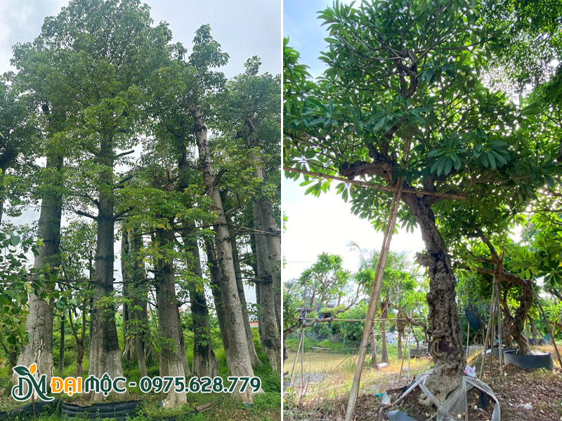 Vườn dưỡng những gốc cây hoa gạo đỏ cổ thụ, cây hoa đại cổ thụ cung cấp cho khu vực phía Bắc