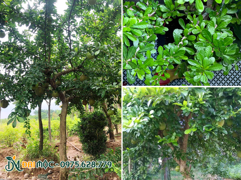 Cành vươn dài, lá xanh mướt của cây đào tiên cổ thụ