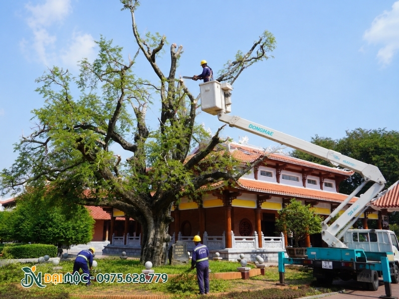 Cắt tỉa tán cây me cổ thụ đúng kỹ thuật