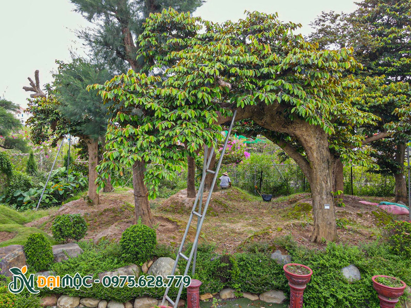Cây ăn quả cổ thụ dáng bàn trà trồng sân vườn biệt thự