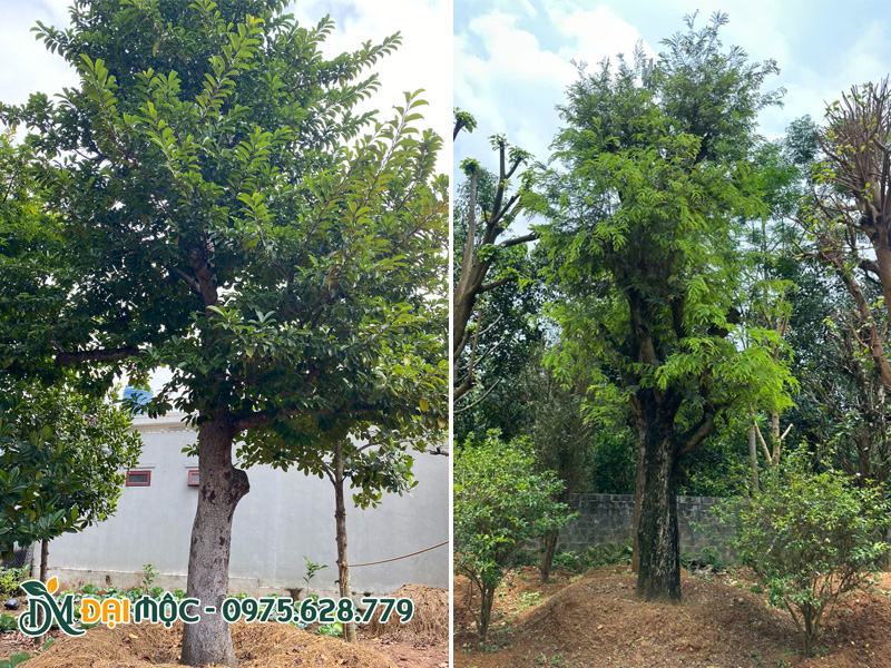 Cây ăn quả cổ thụ đã dâm ủ tại vườn hơn 2 năm