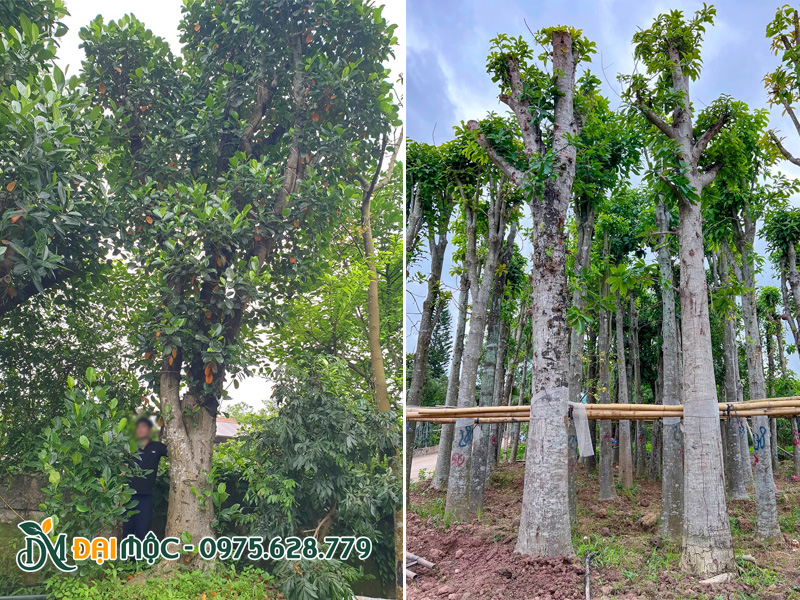 Nhà vườn có đủ các loại cây bóng mát dưỡng ủ từ 6 tháng đến 2 - 3 năm