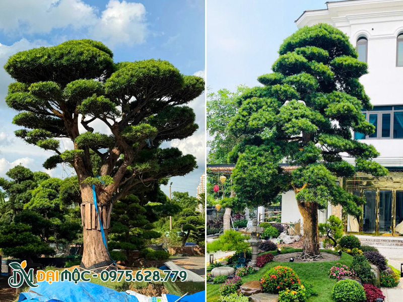 Trồng cây tùng la hán cổ thụ cho sân vườn biệt thự cao cấp