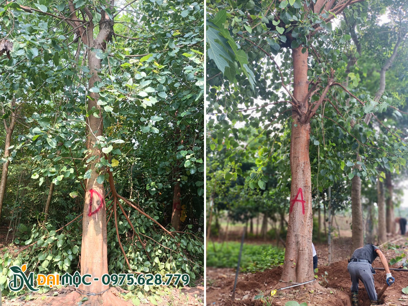 Bứng gốc cây bồ đề cổ thụ đường kính hơn 60cm
