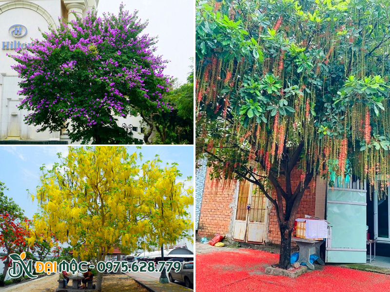 Nhưng loại cây bóng mát cổ thụ có hoa đẹp nổi bật được tìm mua nhiều nhất hiện nay
