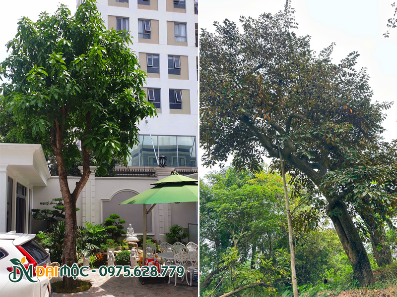 Cây bóng mát cổ thụ trồng sân vườn biệt thự vừa và nhỏ
