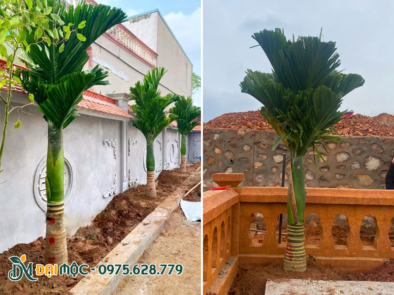 Trồng cây cau lùn trước nhà thờ họ, trong khuôn viên khu lăng mộ