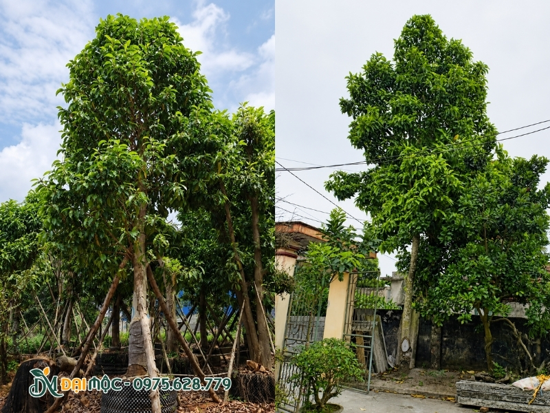 Cây ngọc lan cổ thụ có vòm tán rậm rạp, xanh mướt