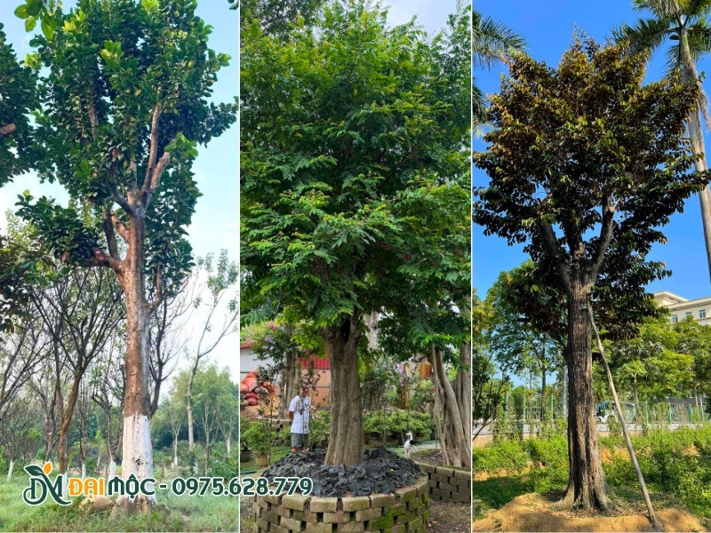 Cây ăn quả cổ thụ đã dưỡng ủ thời gian dài tại vườn Đại Mộc